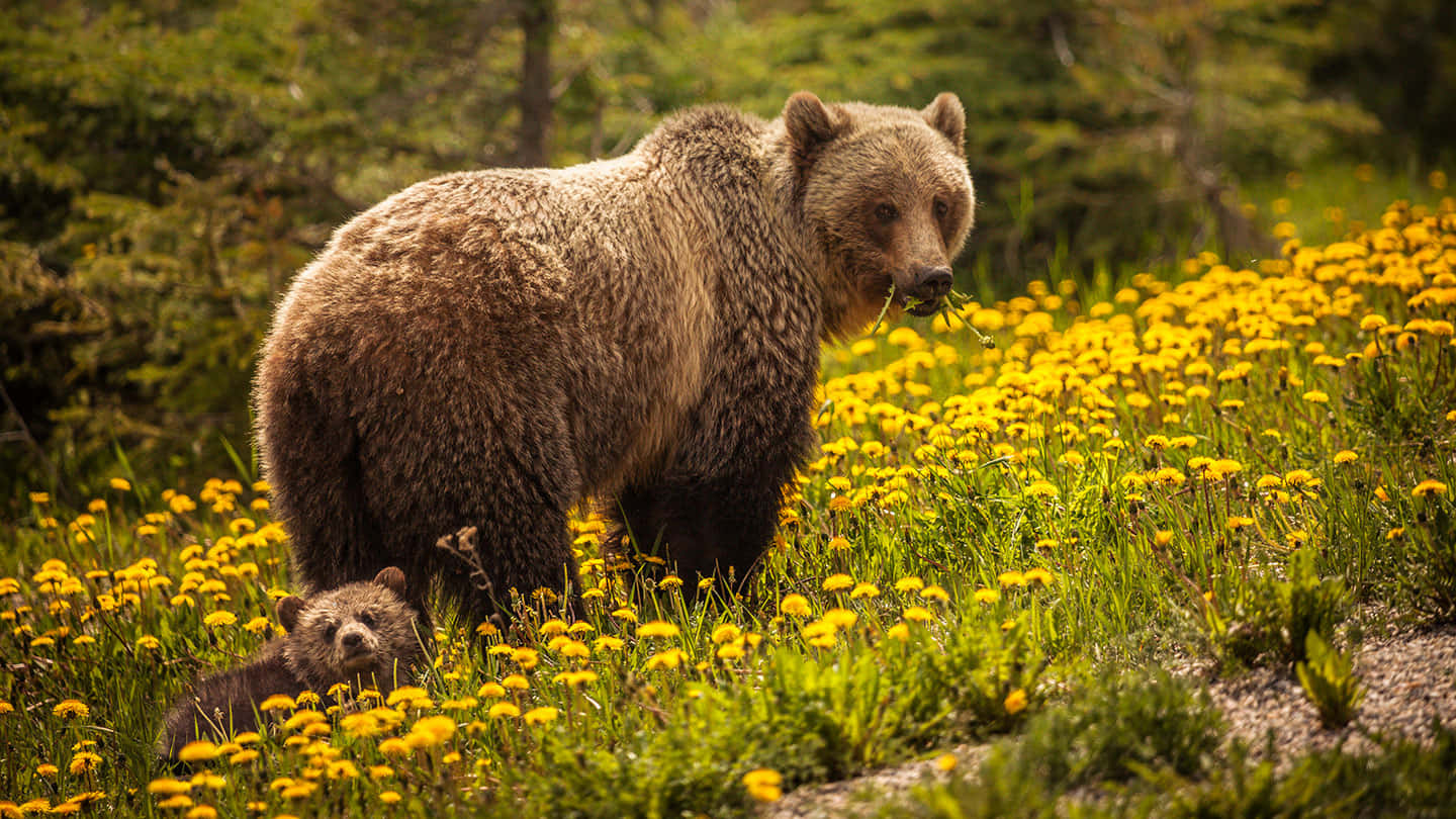 A pair of brown bears lounging in an alpine meadow
