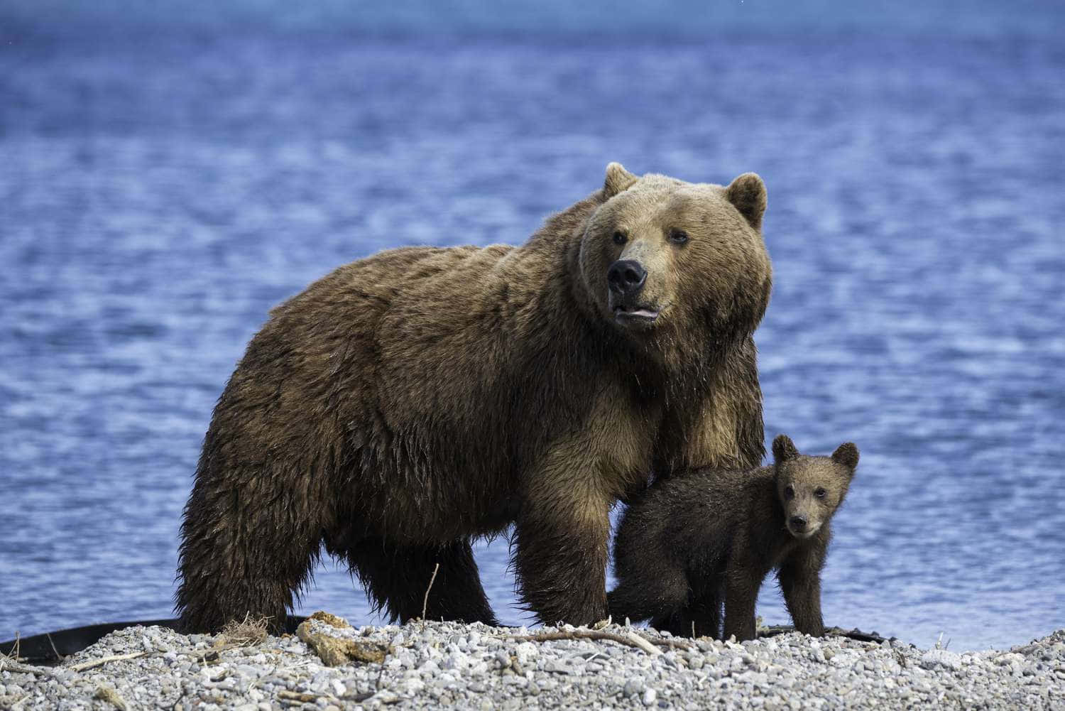 A Brown Bear And Her Cub Standing On The Shore