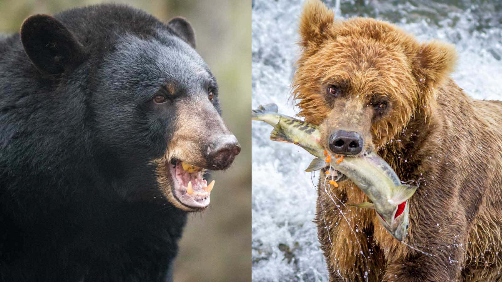 Einverspielter Brauner Bär Und Sein Junges, Nehmen Sich Einen Moment Zeit, Um Die Ruhe Der Natur Zu Genießen.
