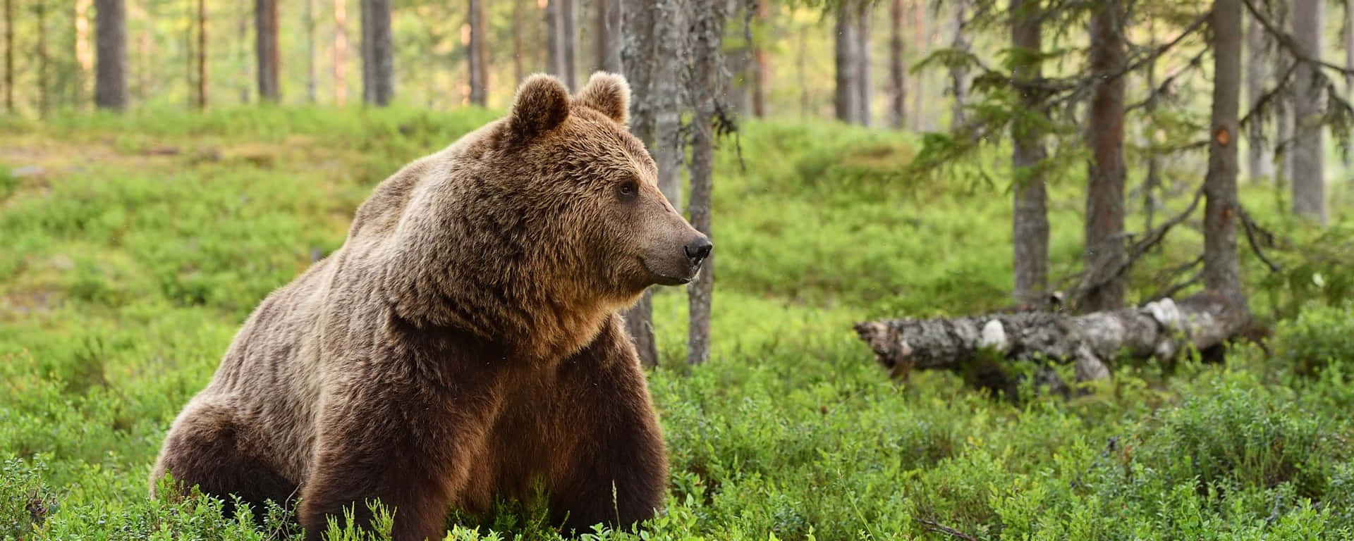 "A young Brown Bear studies its surroundings in an alpine meadow."