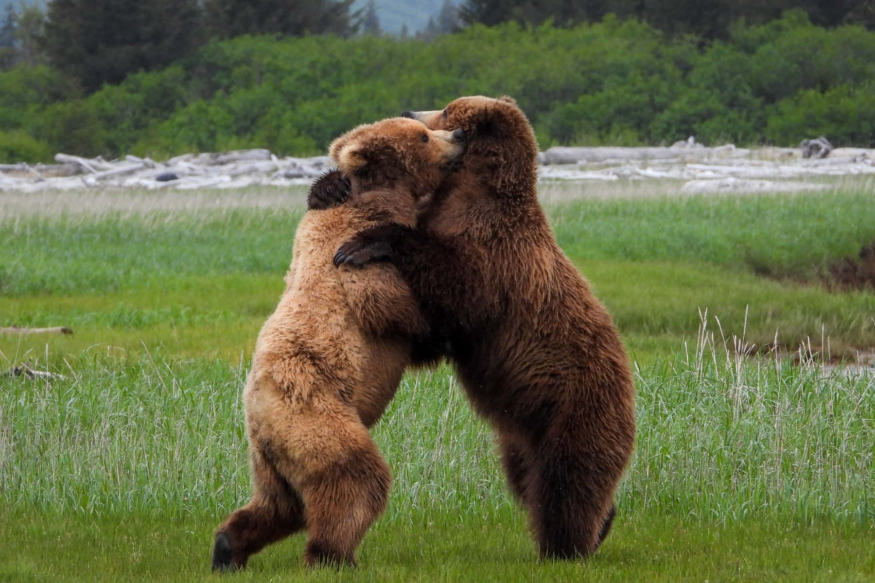 Two Brown Bears Playfully Interacting