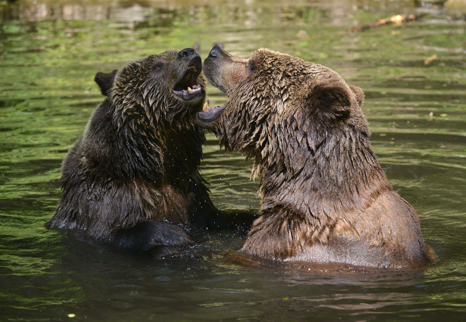 Einefamilie Braunbären Streift Durch Die Weite Natur.