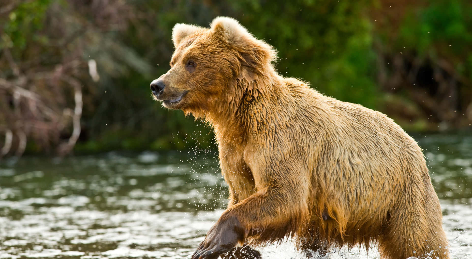 Majestic Brown Bears in Their Natural Habitat