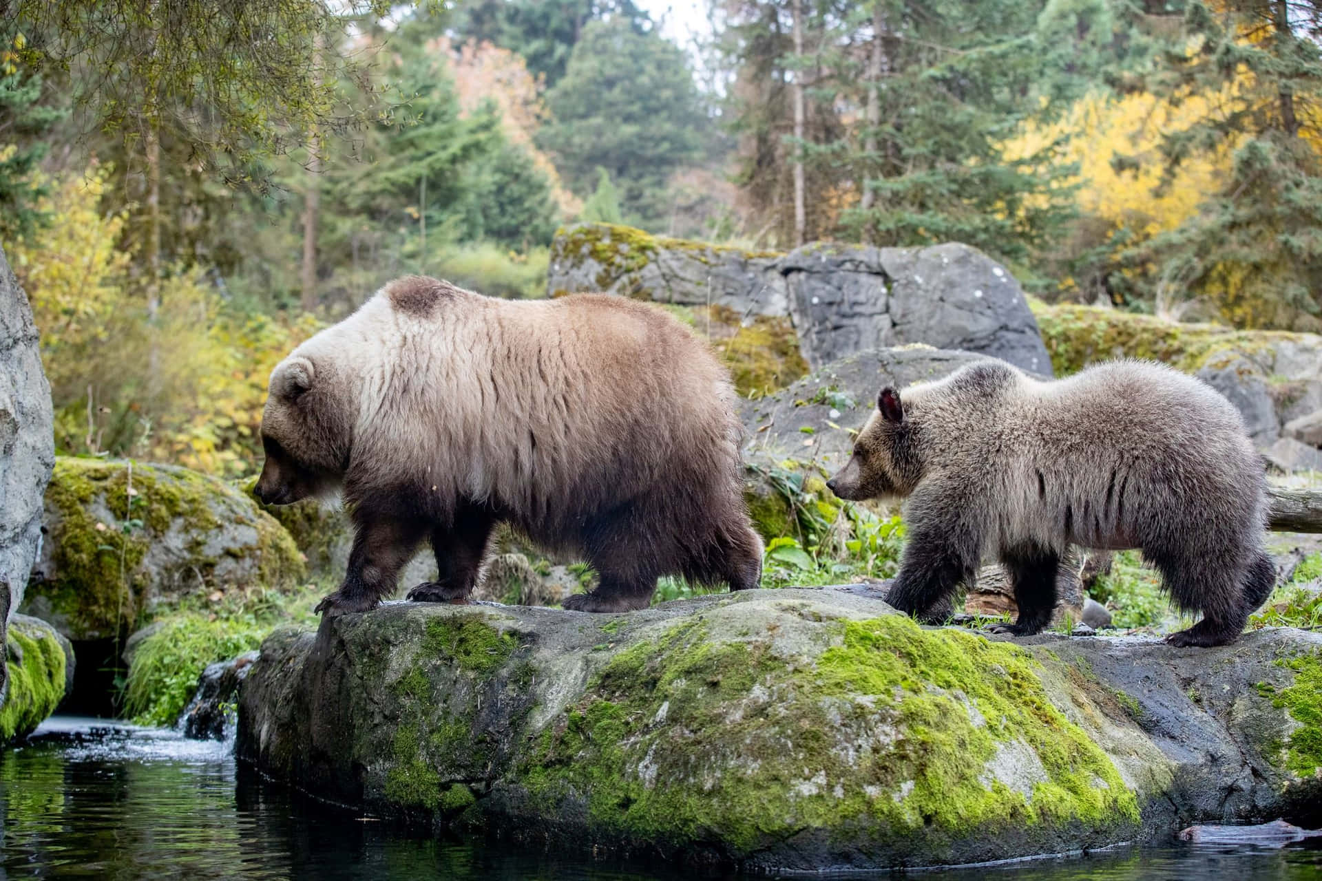 Brown Bears Woodland Park Zoo Wallpaper