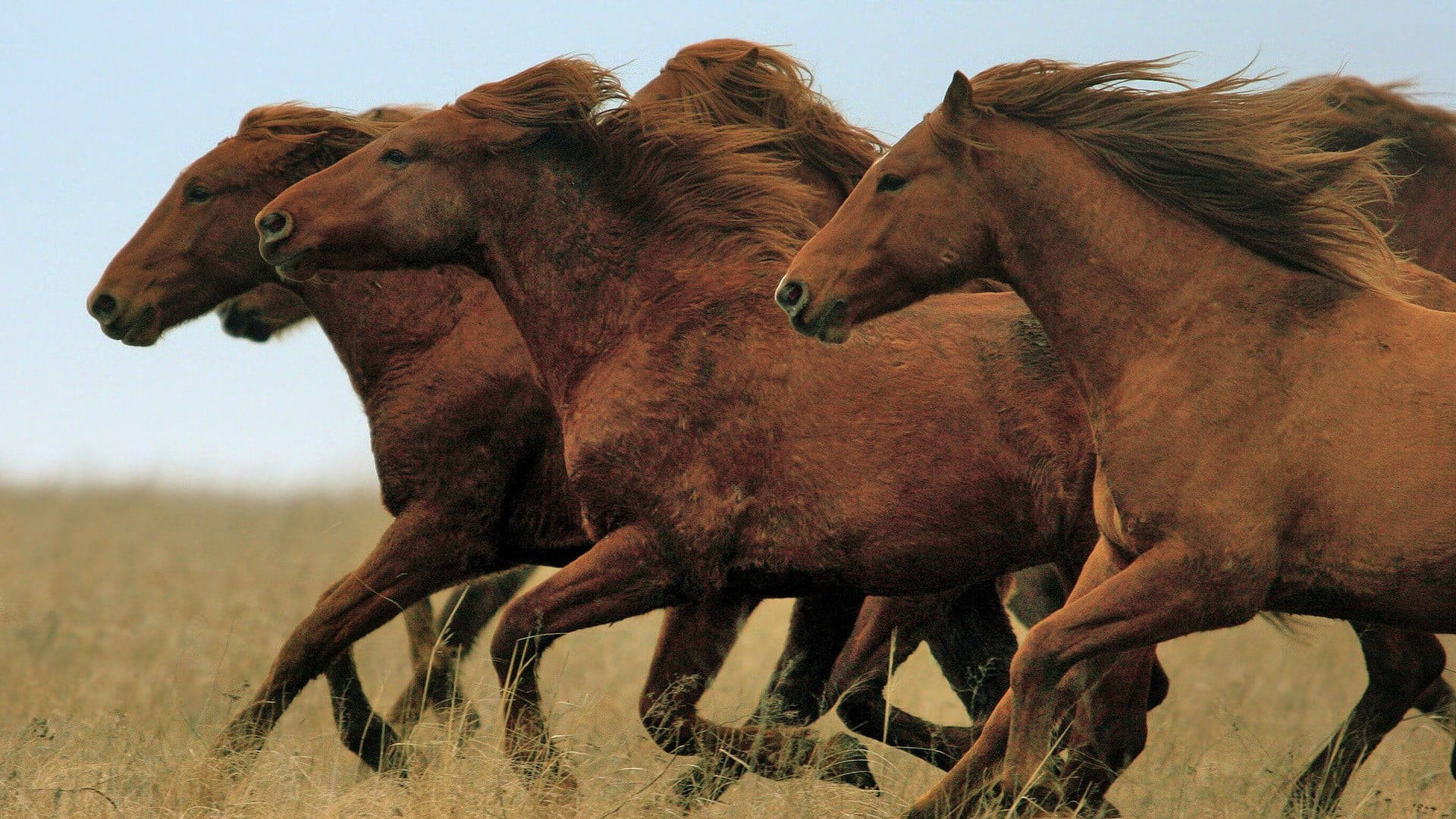 Brown Beautiful Horses In The Meadow