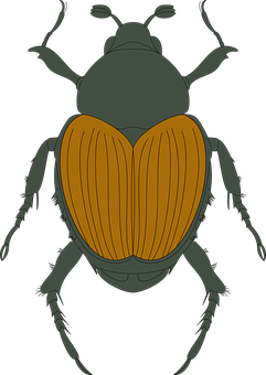 Brown Beetle Illustration PNG