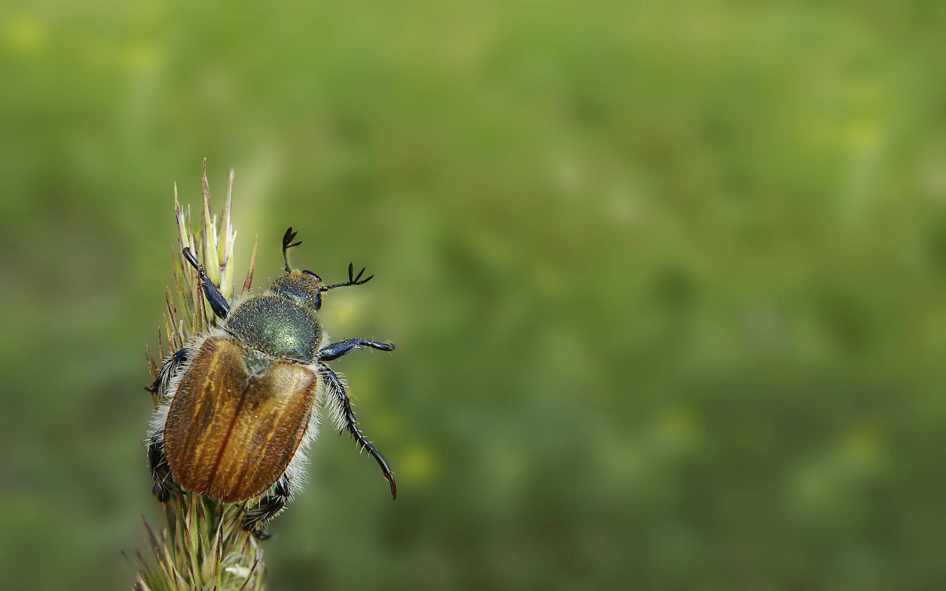 Brown Beetle On Minimal Grass