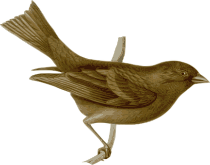 Brown Bird Illustration PNG