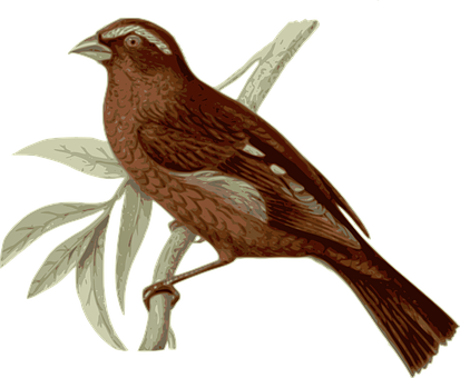 Brown_ Bird_ Illustration PNG