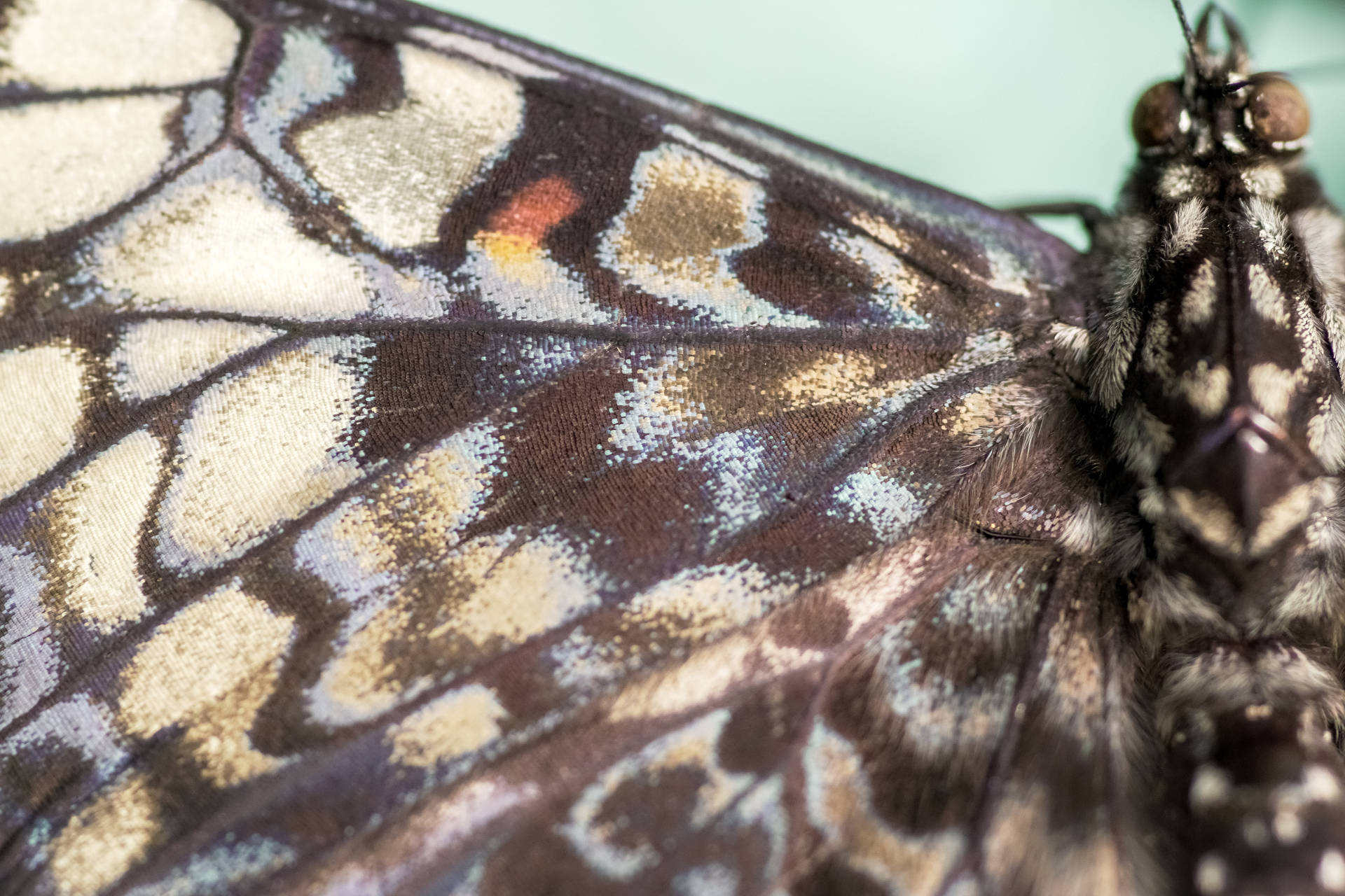 Brun sort smuk sommerfugl tapet Wallpaper