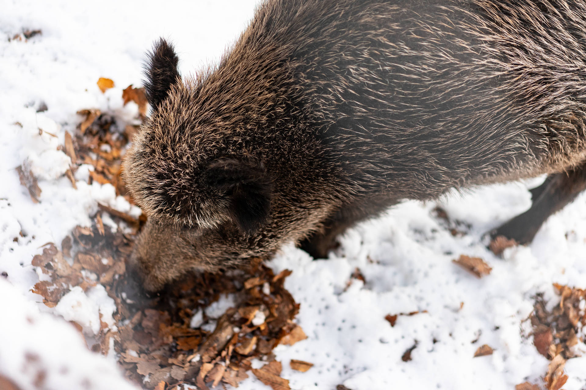 Brown Boar In The Snow Wild Animal Wallpaper