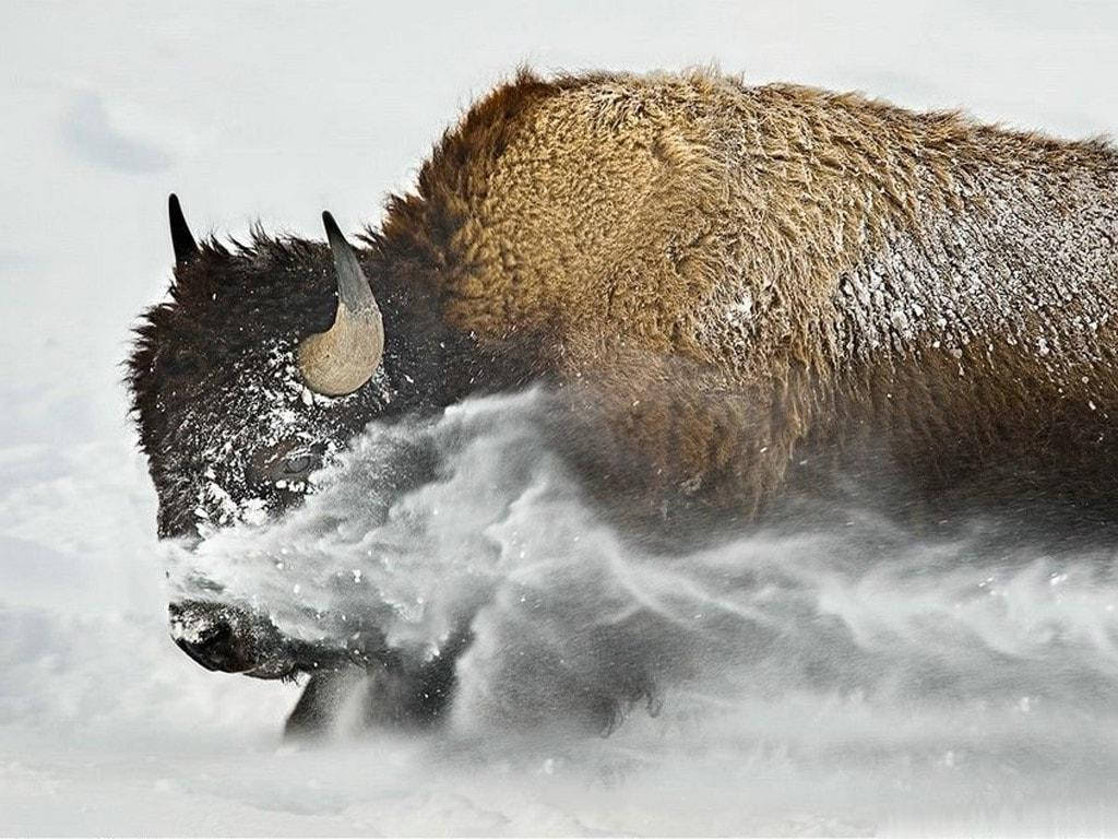 Brun Buffalo Om Vinteren Wallpaper