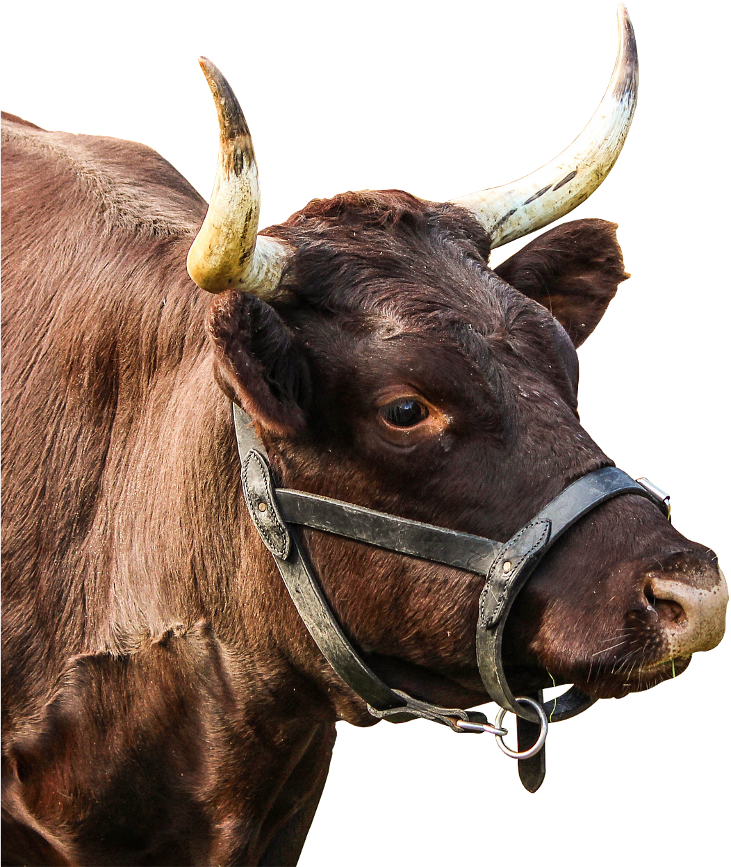 Brown Bull Profile Image PNG