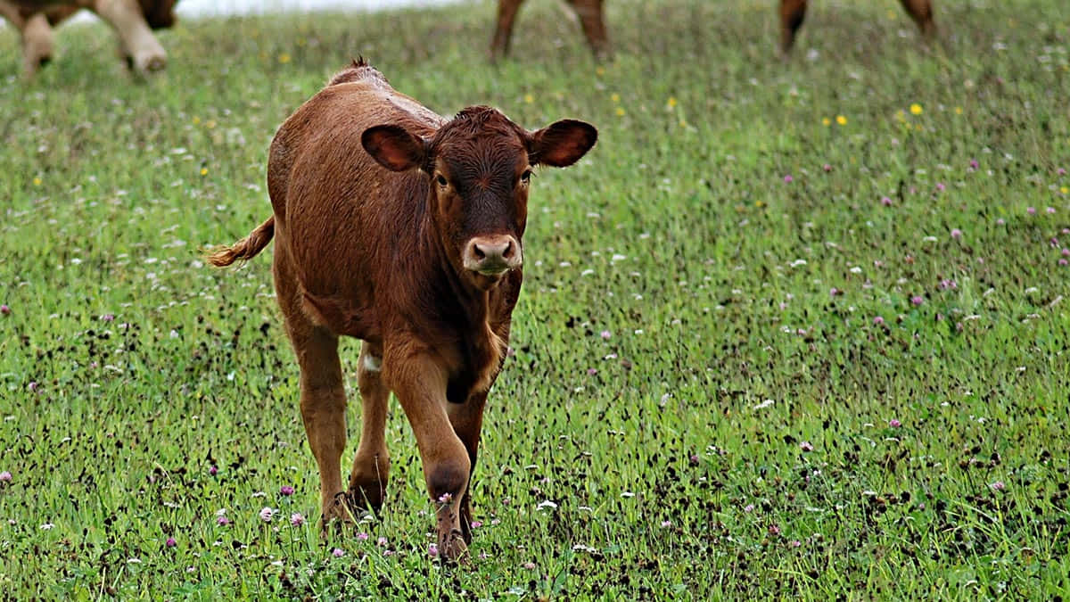Brown Calf In Green Meadow.jpg Wallpaper