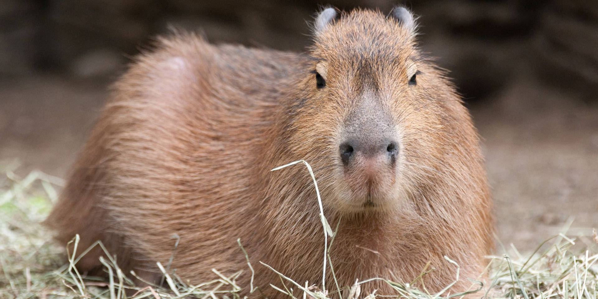 Brown Capybara Lying Down Wallpaper