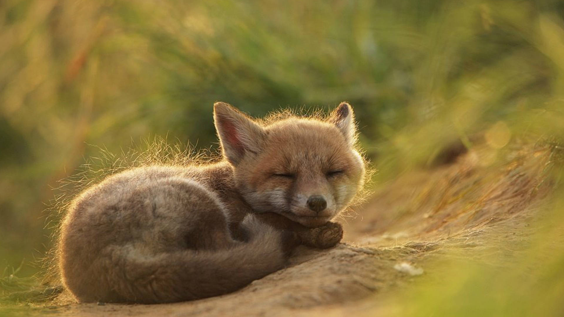 Brown Carino Kawaii Fox Sfondo