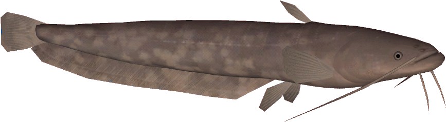 Brown Catfish Side View PNG