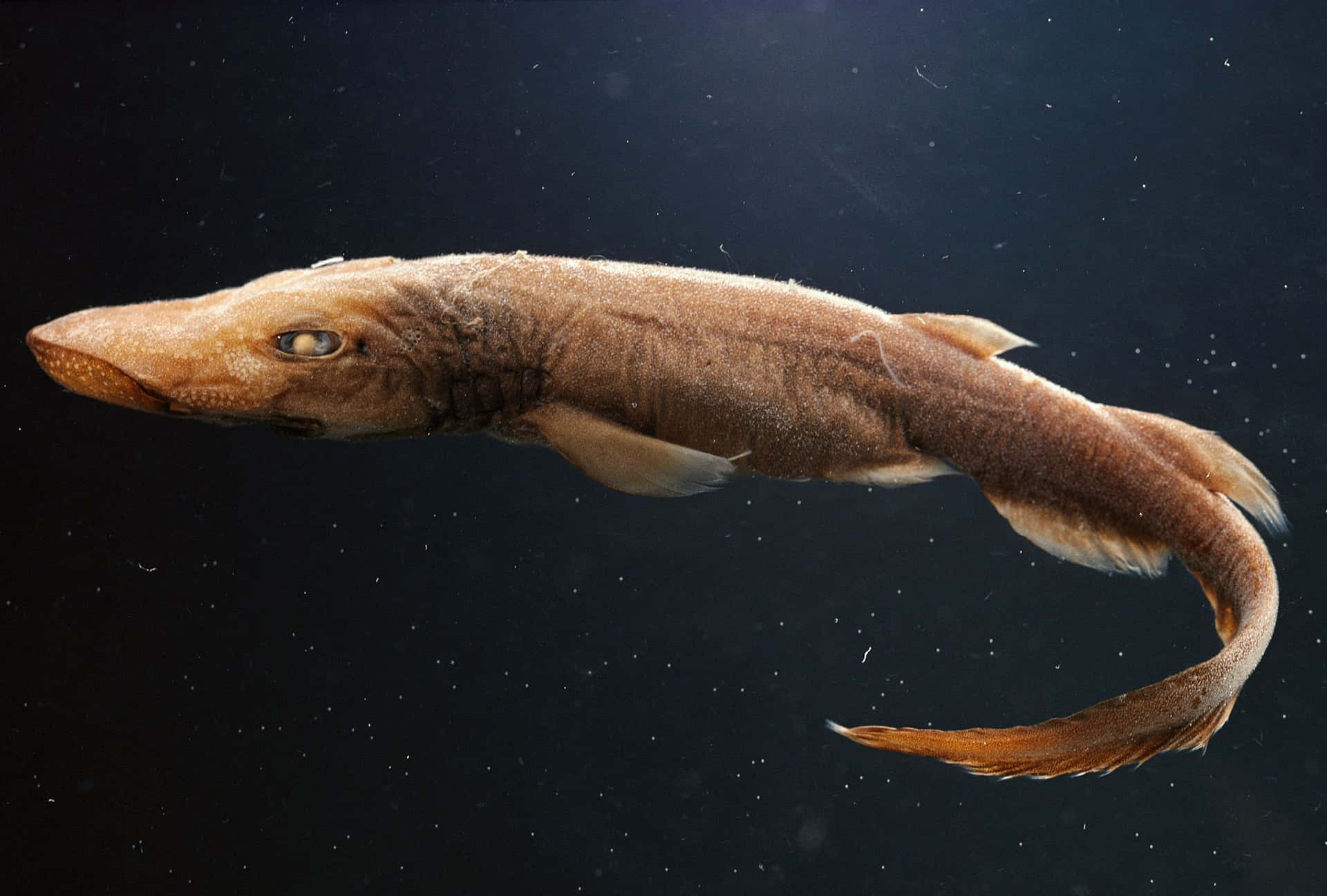 Brown Catshark Swimming Wallpaper