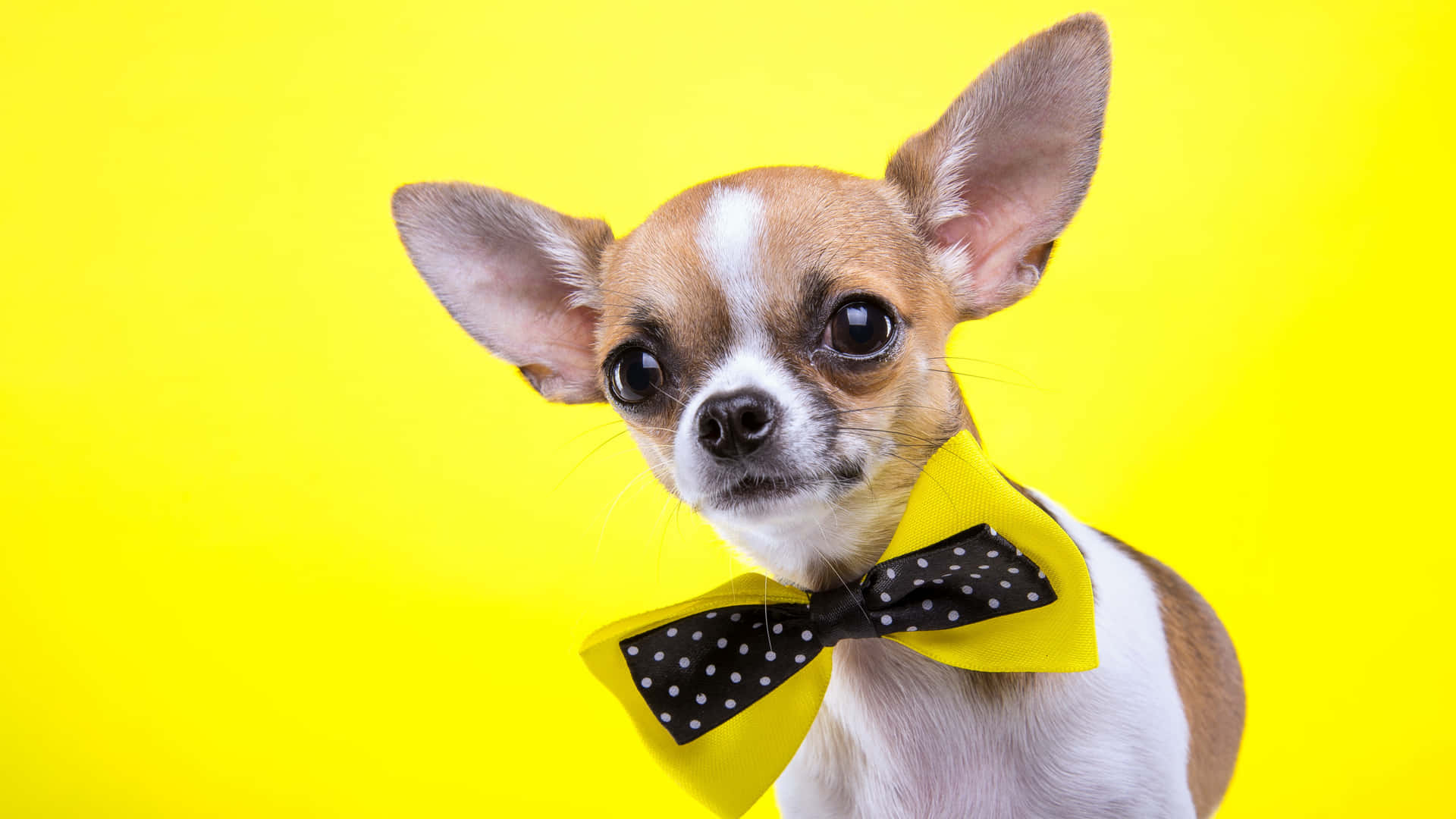 Brun Chihuahua Hund med Flanel Sløjfe Mønster Wallpaper
