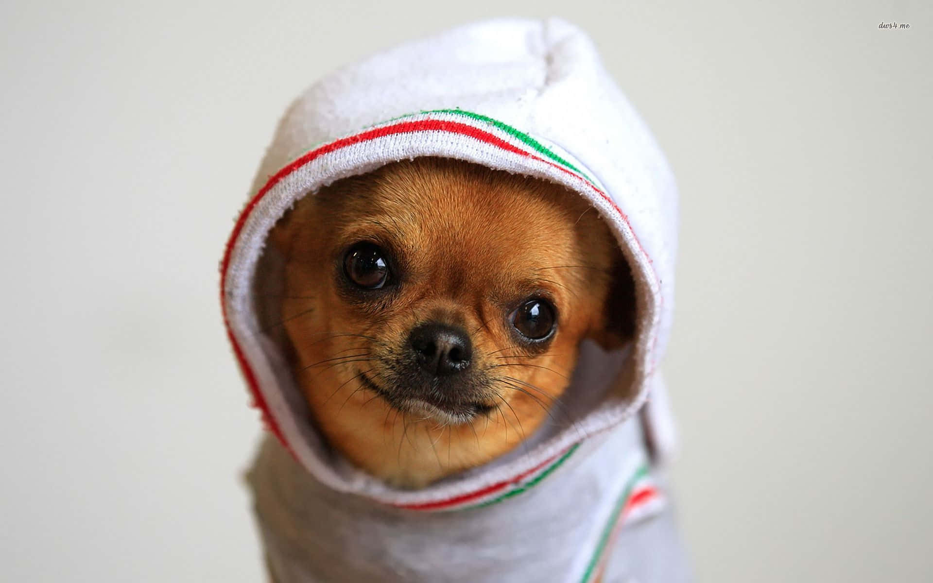 Brown Chihuahua Dog With Hood On Wallpaper