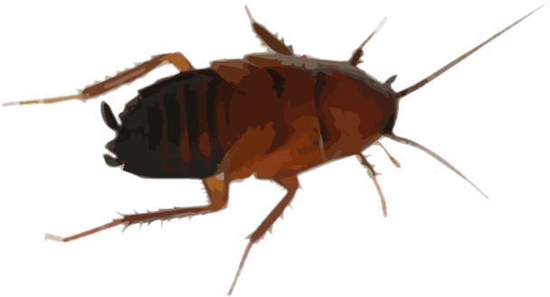 Brown Cockroach Illustration PNG