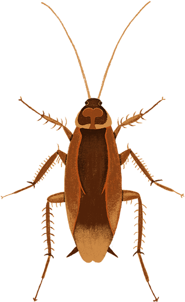 Brown Cockroach Illustration PNG