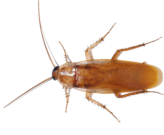 Brown Cockroach Isolated Image PNG