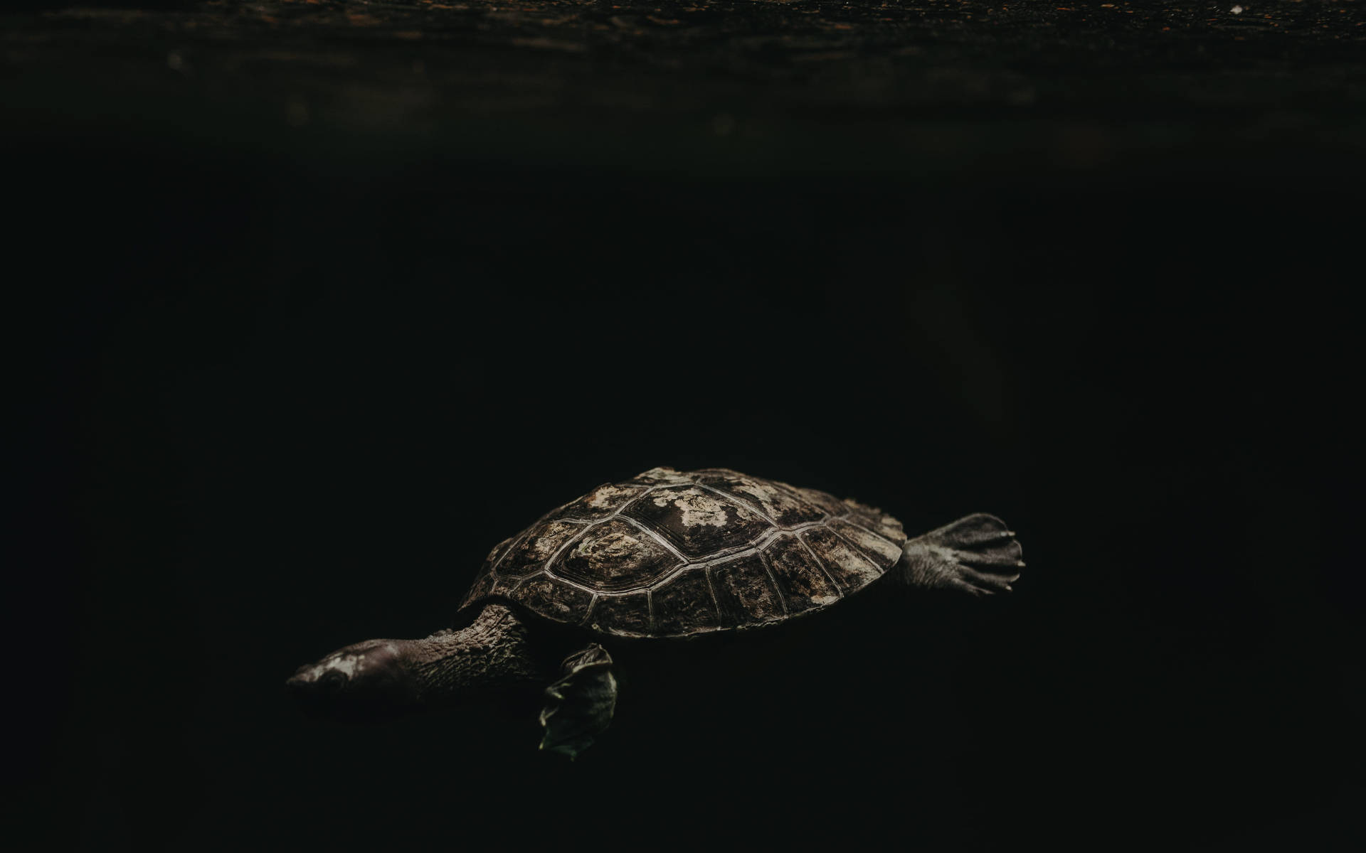 Majestic Brown Turtle Gliding in Darkness Wallpaper