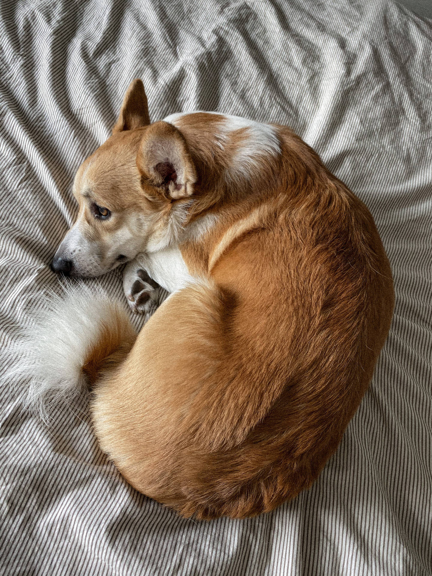 Brown Corgi Curled On Bed Background