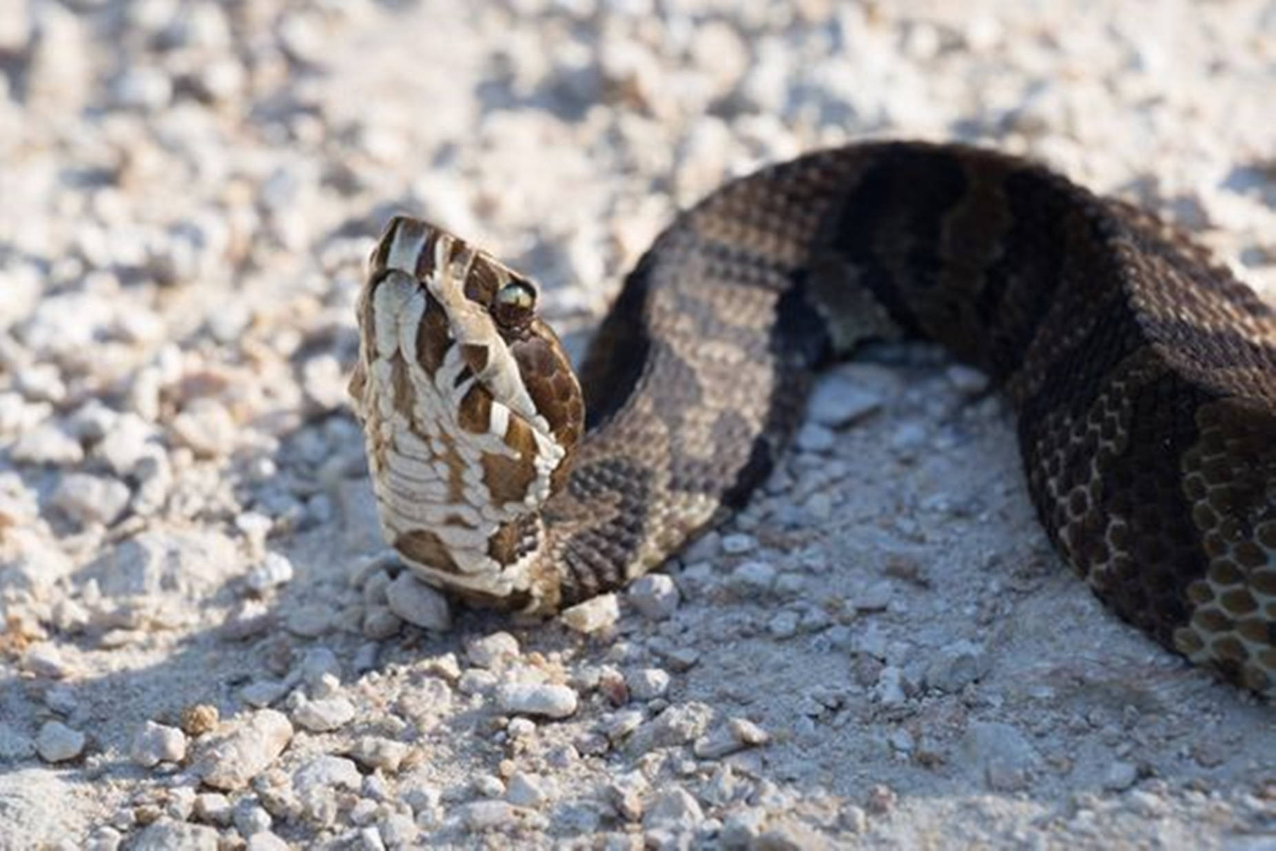 Brown Cottonmouth Water Moccasin Wallpaper