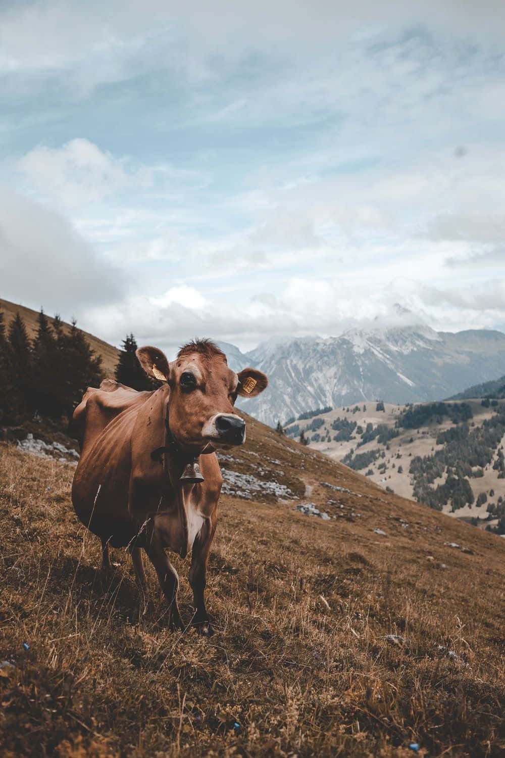 A portrait of a brown cow Wallpaper