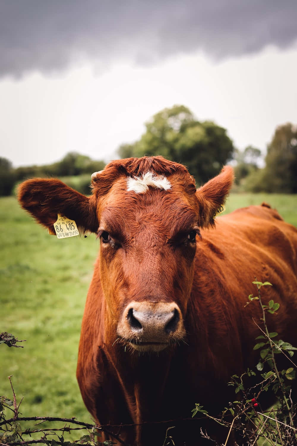 Captivating Close-up of a Beautiful Brown Cow Wallpaper