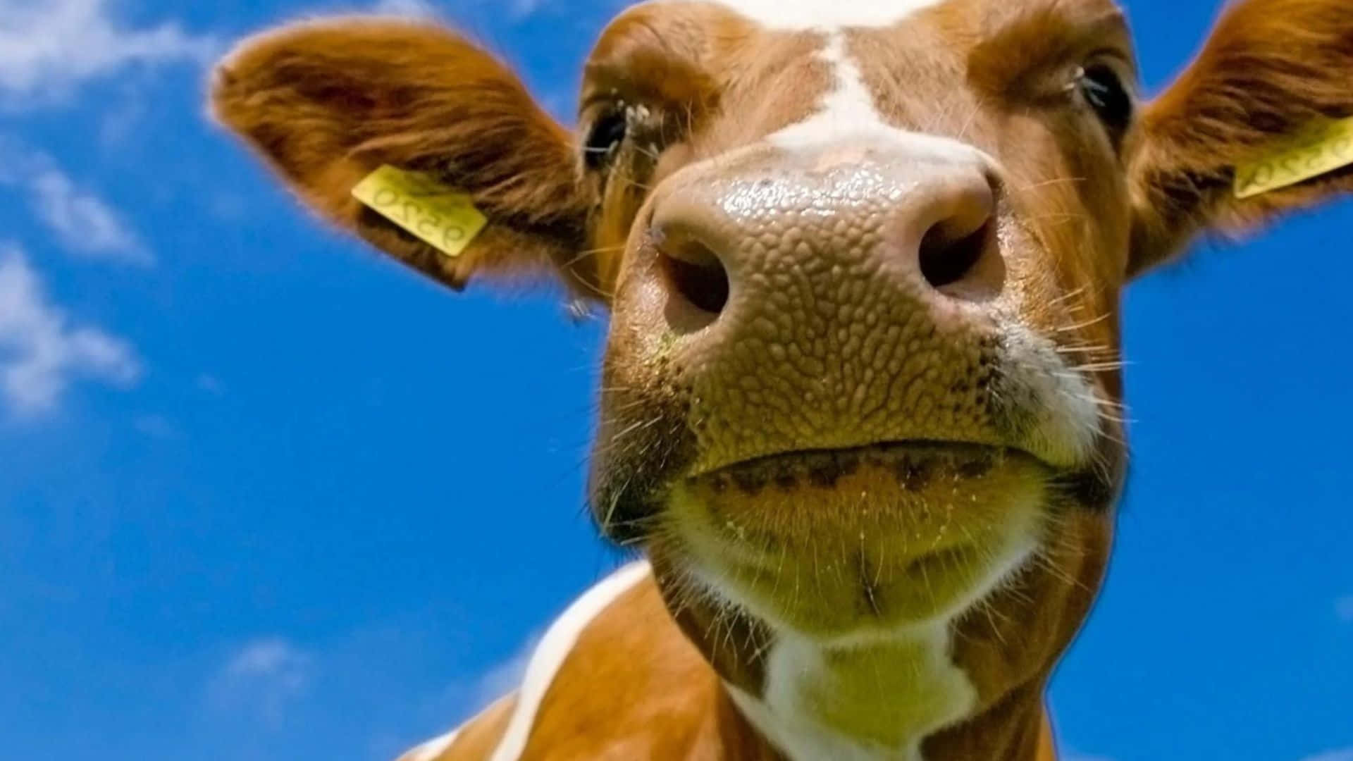 Retratode Una Hermosa Vaca Marrón. Fondo de pantalla