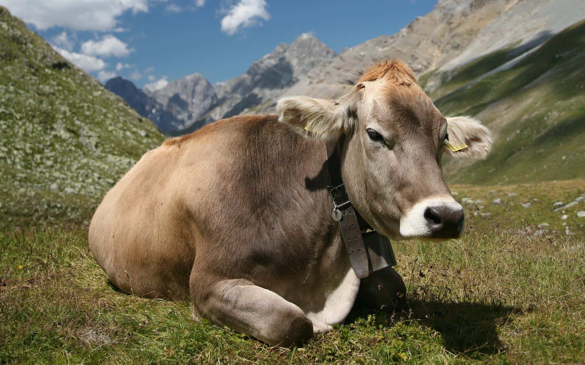 Close-up portrait of a brown cow Wallpaper
