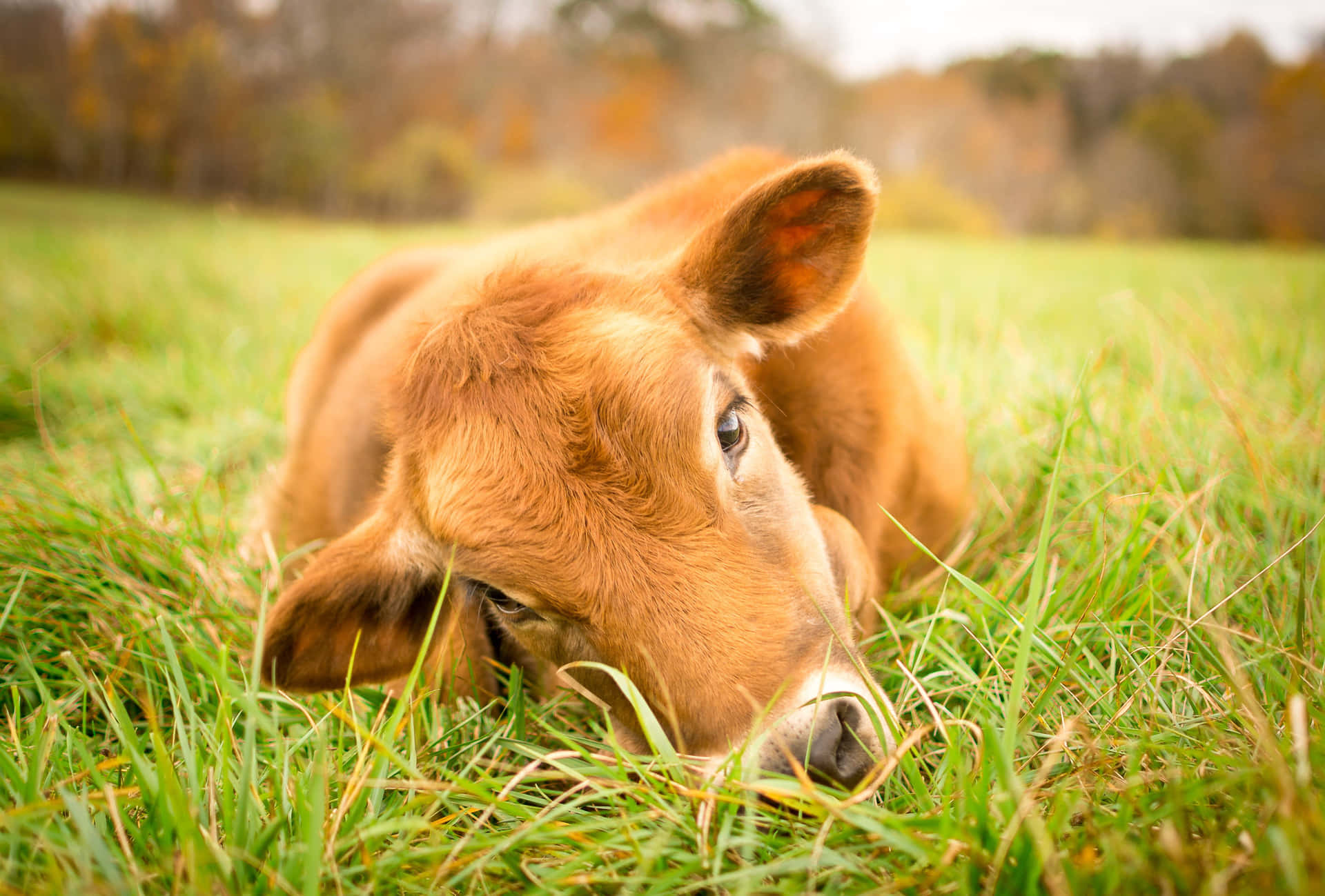 A beautiful brown cow standing in a lush green field Wallpaper