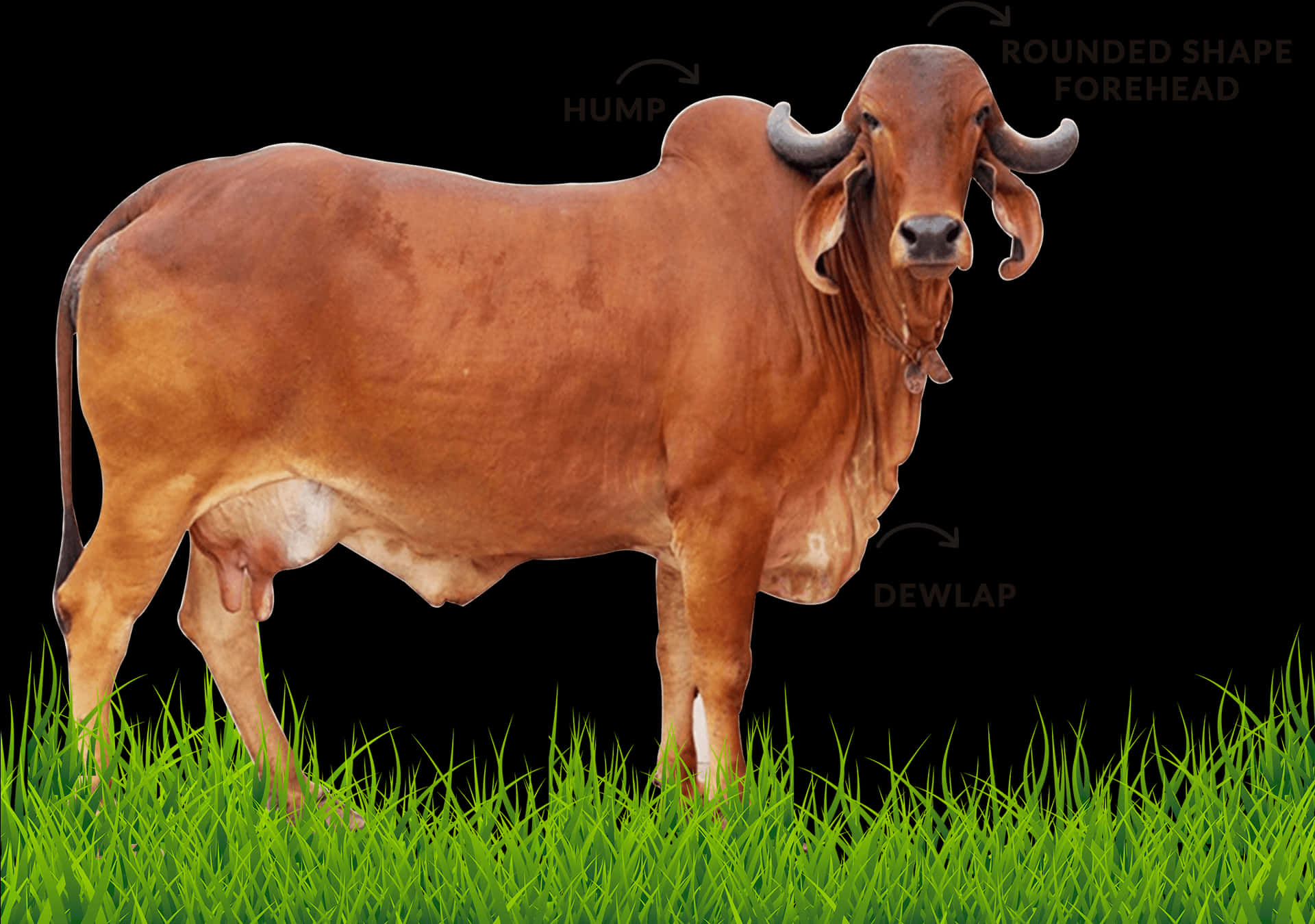 Brown Cow Anatomy Labels PNG