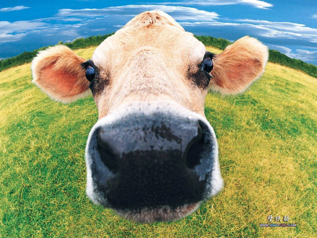 A Brown Cow Grazing in a Meadow Wallpaper