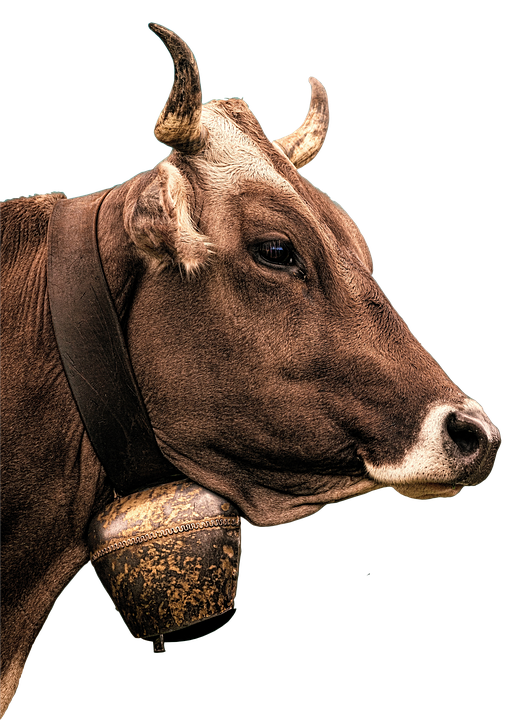 Brown Cow Portraitwith Bell PNG