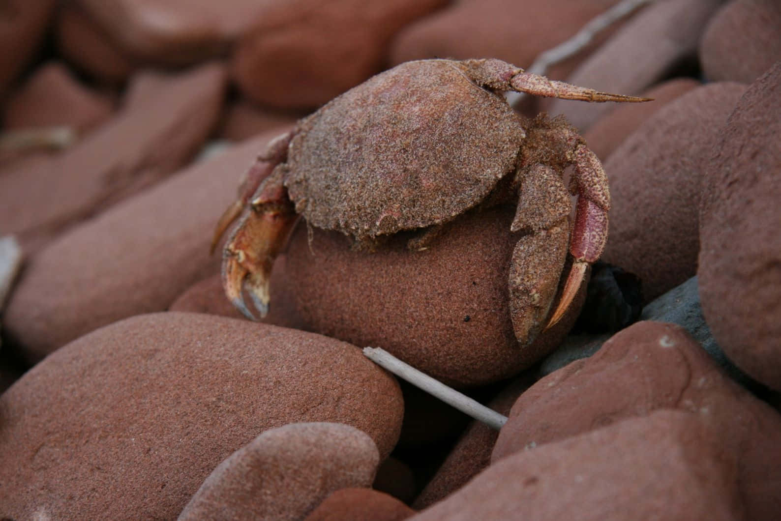 Brown Crab Amidst Rocks Wallpaper