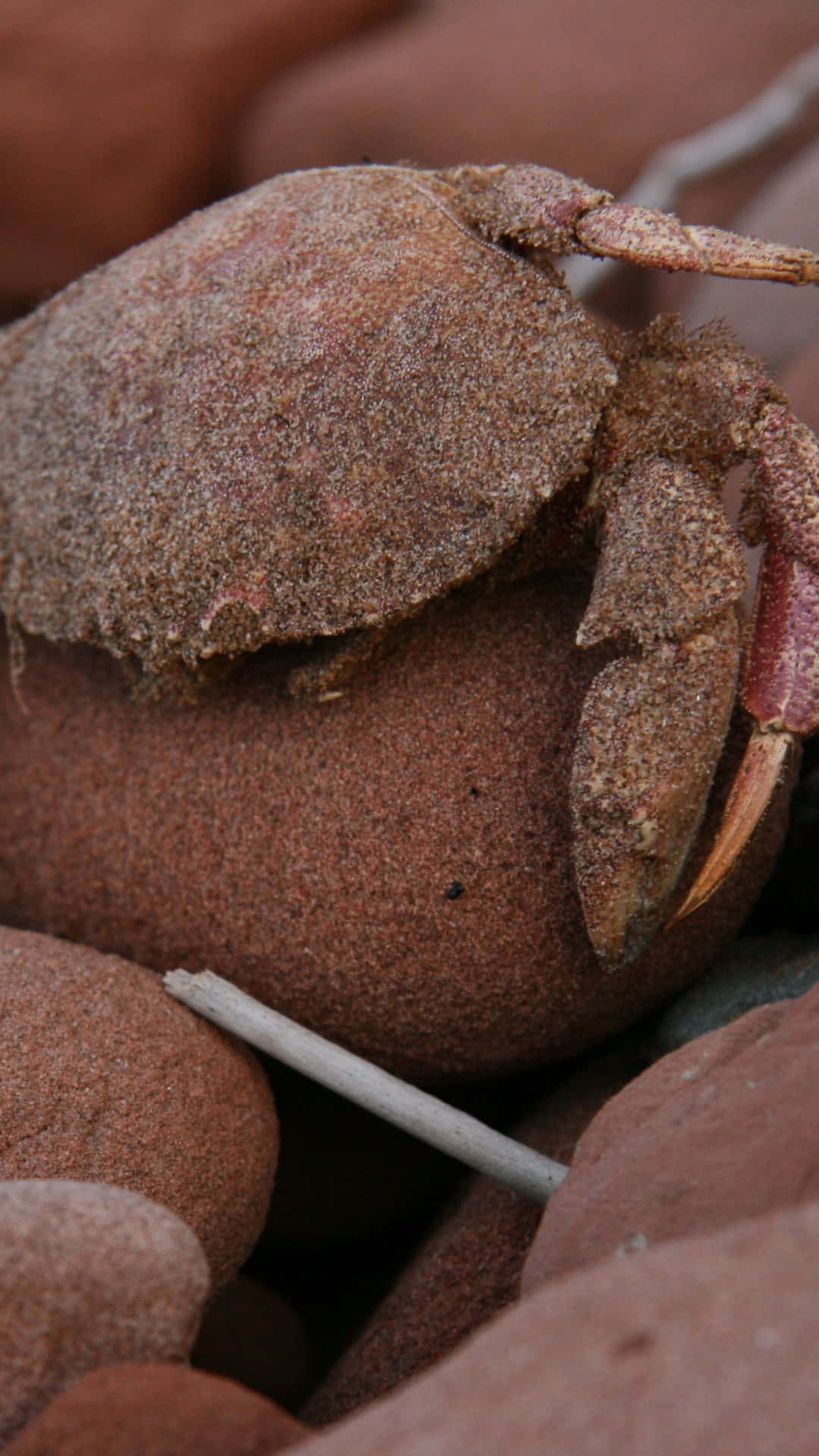 Brown Crab Camouflagedon Rocks.jpg Wallpaper