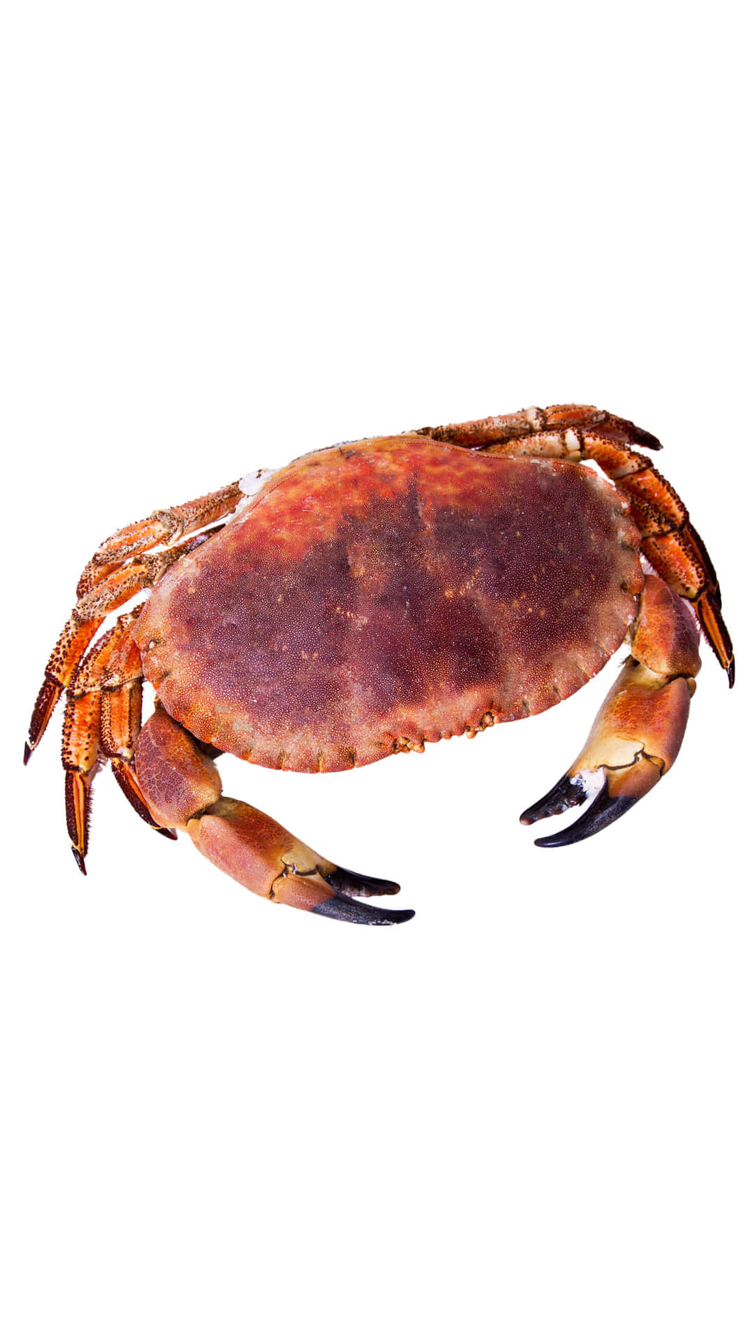 Brown Crab Isolated White Background Wallpaper