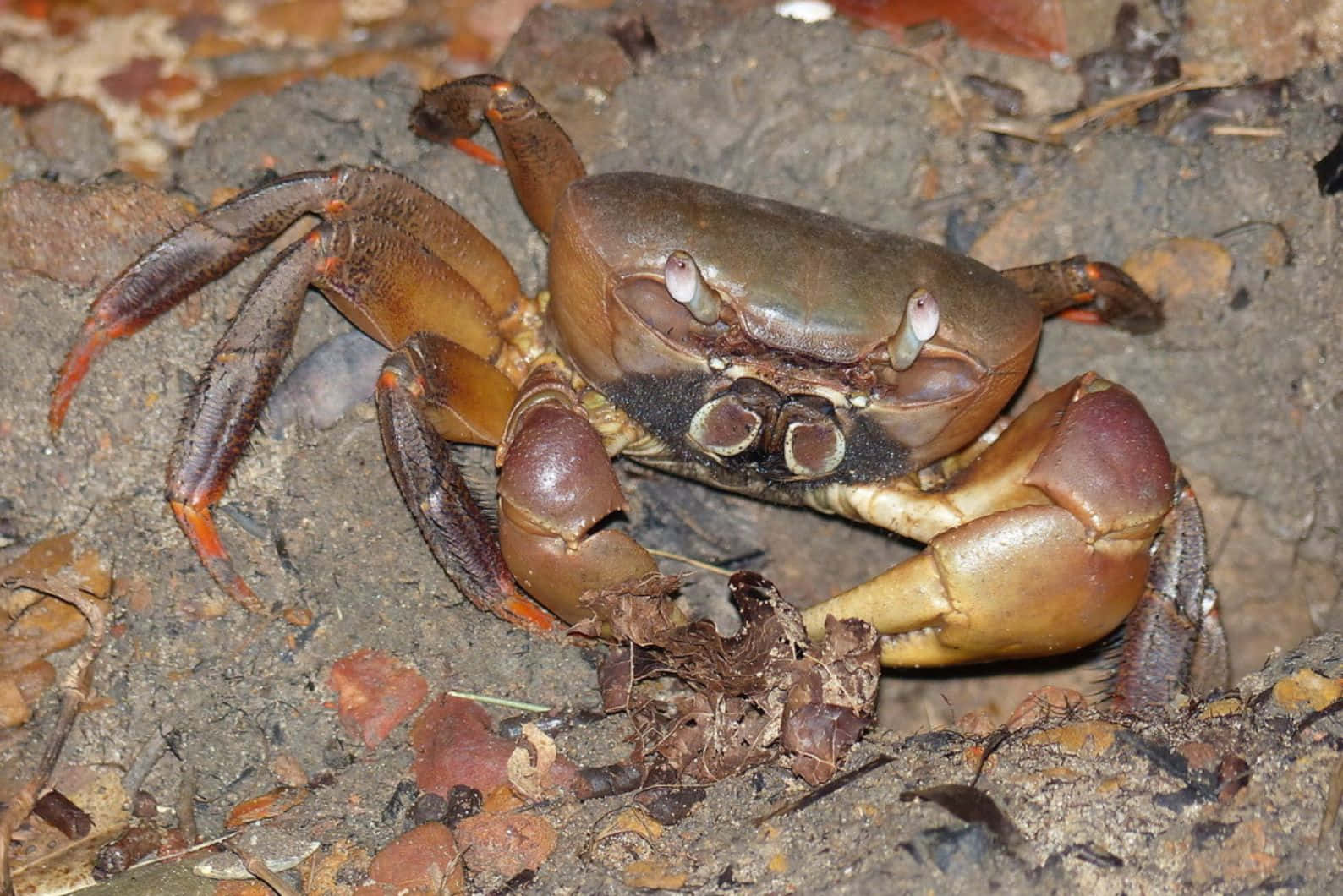 Brown Crab On Ground.jpg Wallpaper