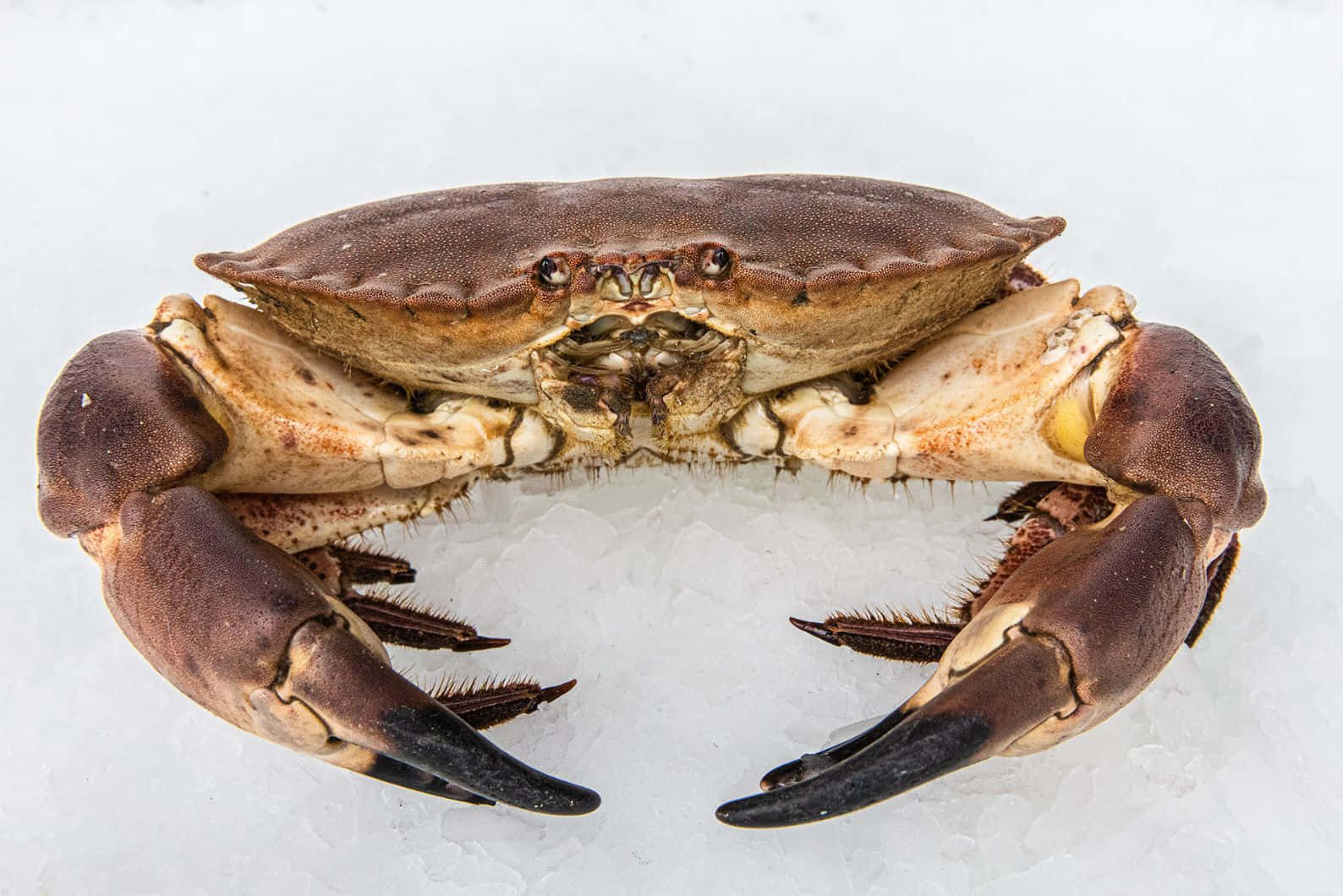 Brown Crab On Ice Wallpaper