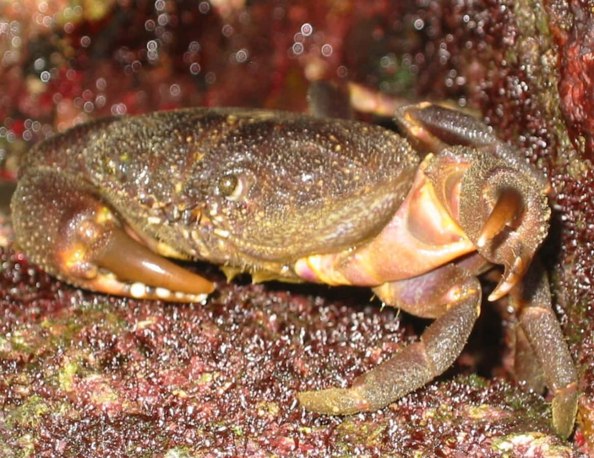 Brown Crab On Rocky Surface.jpg Wallpaper