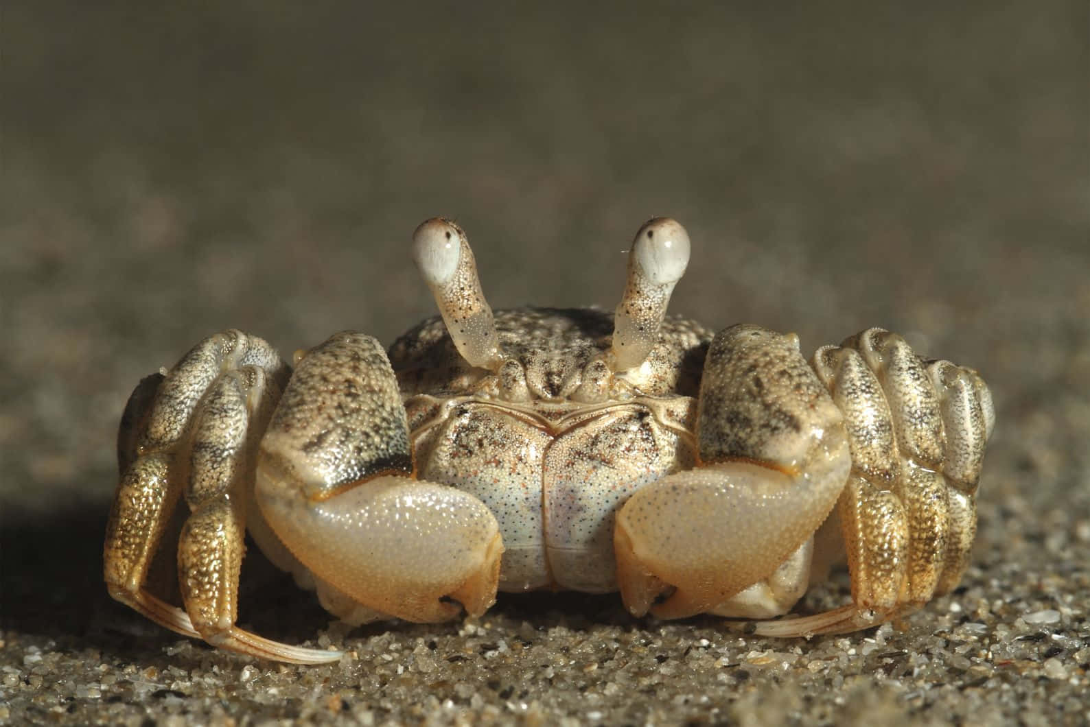Brown Crab On Sand Wallpaper