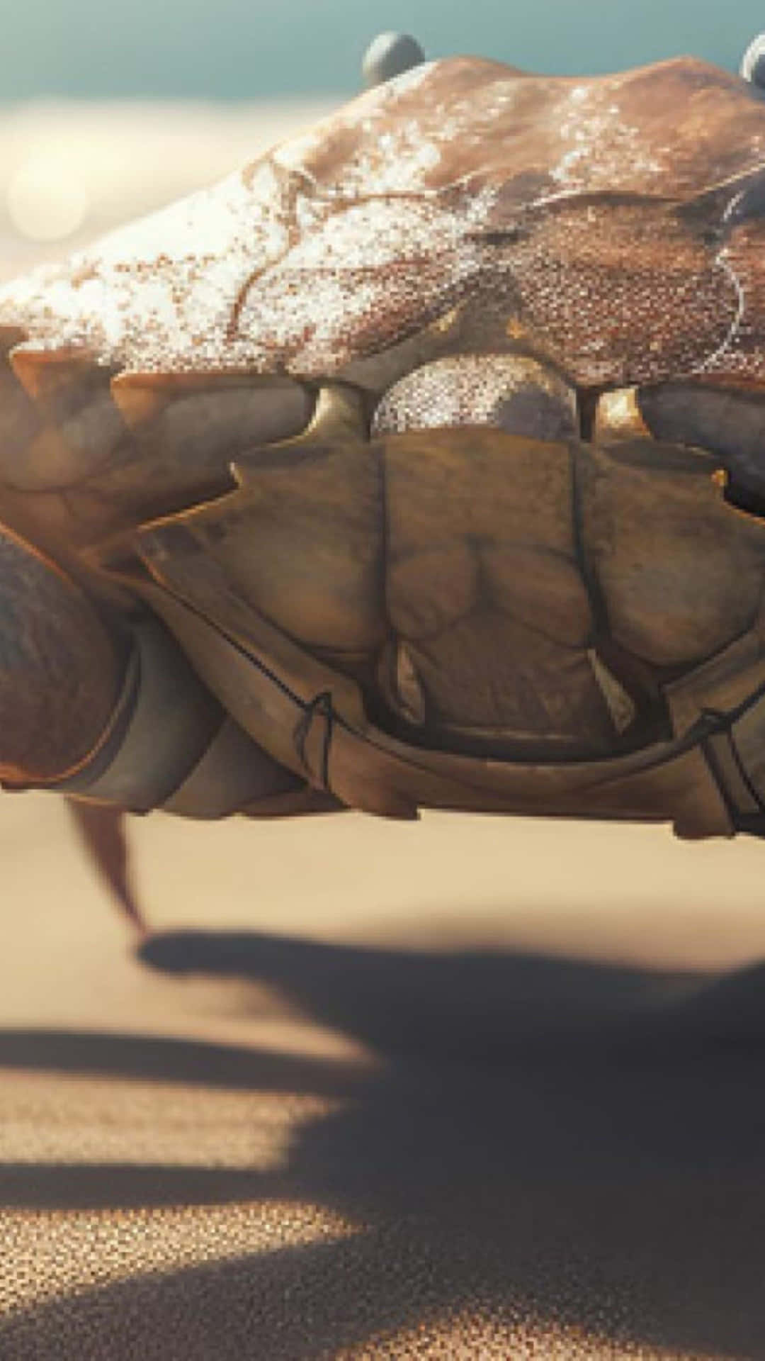 Brown Crab On Sand.jpg Wallpaper