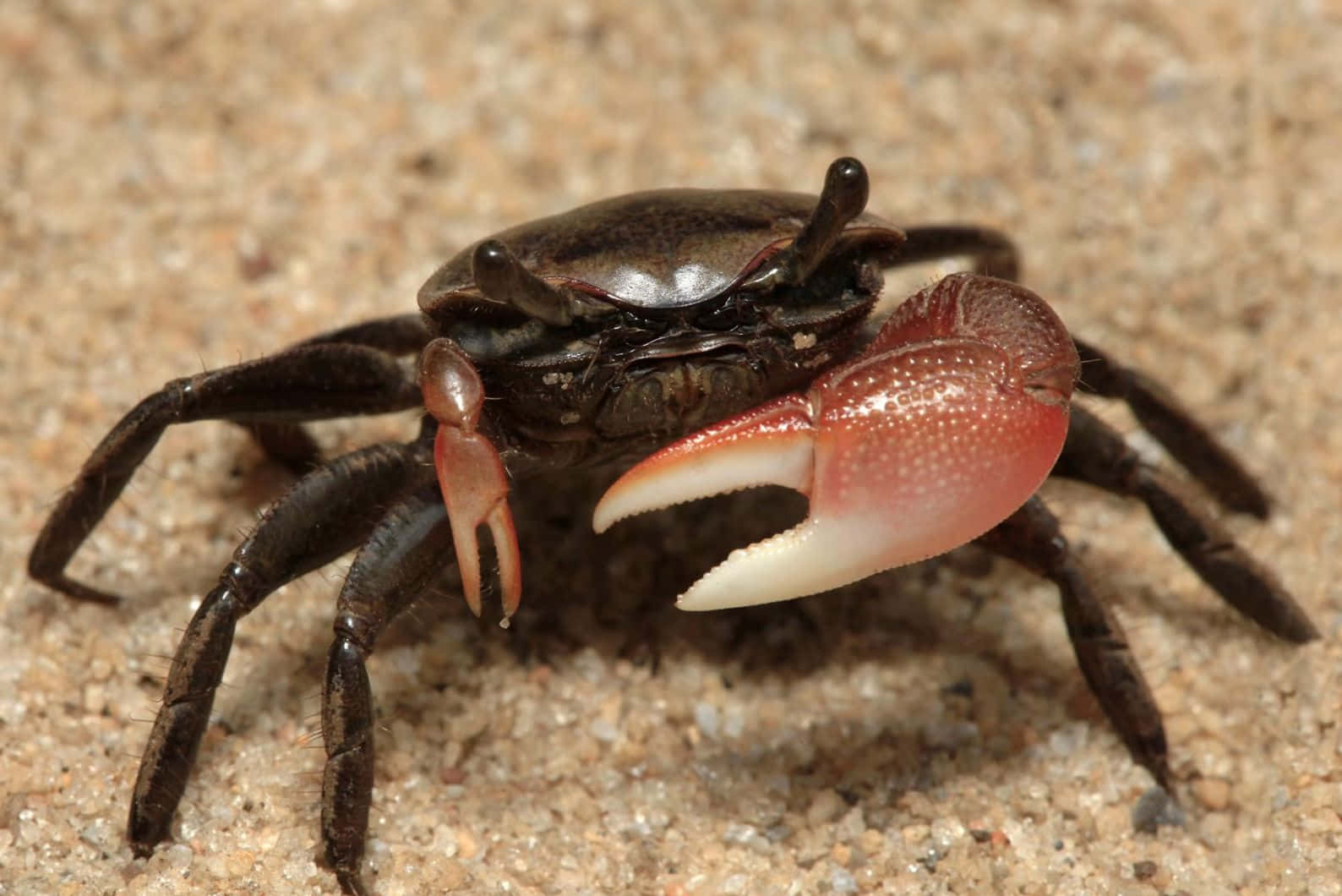 Brown Crab On Sand Wallpaper