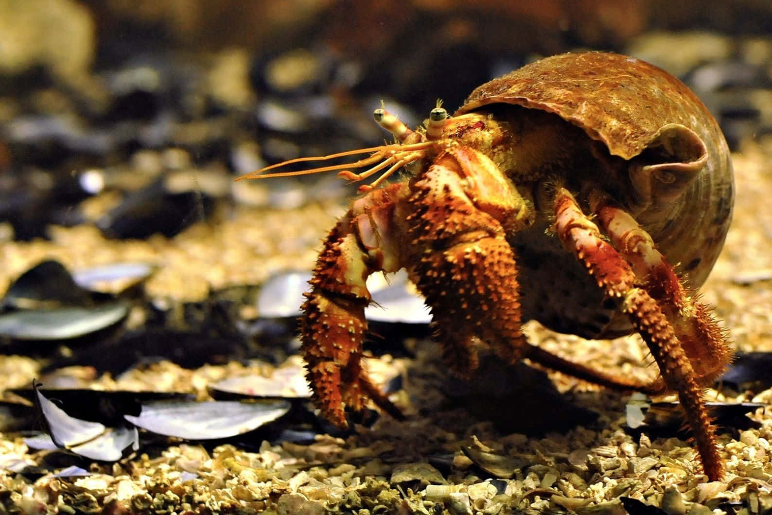 Brown Crab On Sea Bed.jpg Wallpaper