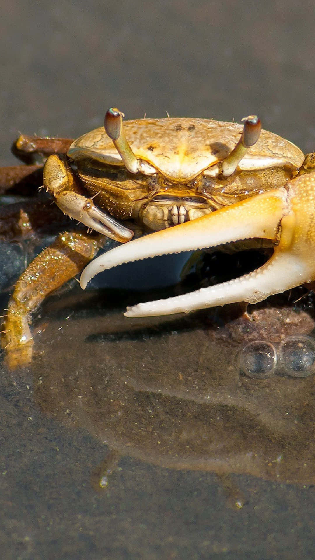 Brown Crab On Shoreline.jpg Wallpaper