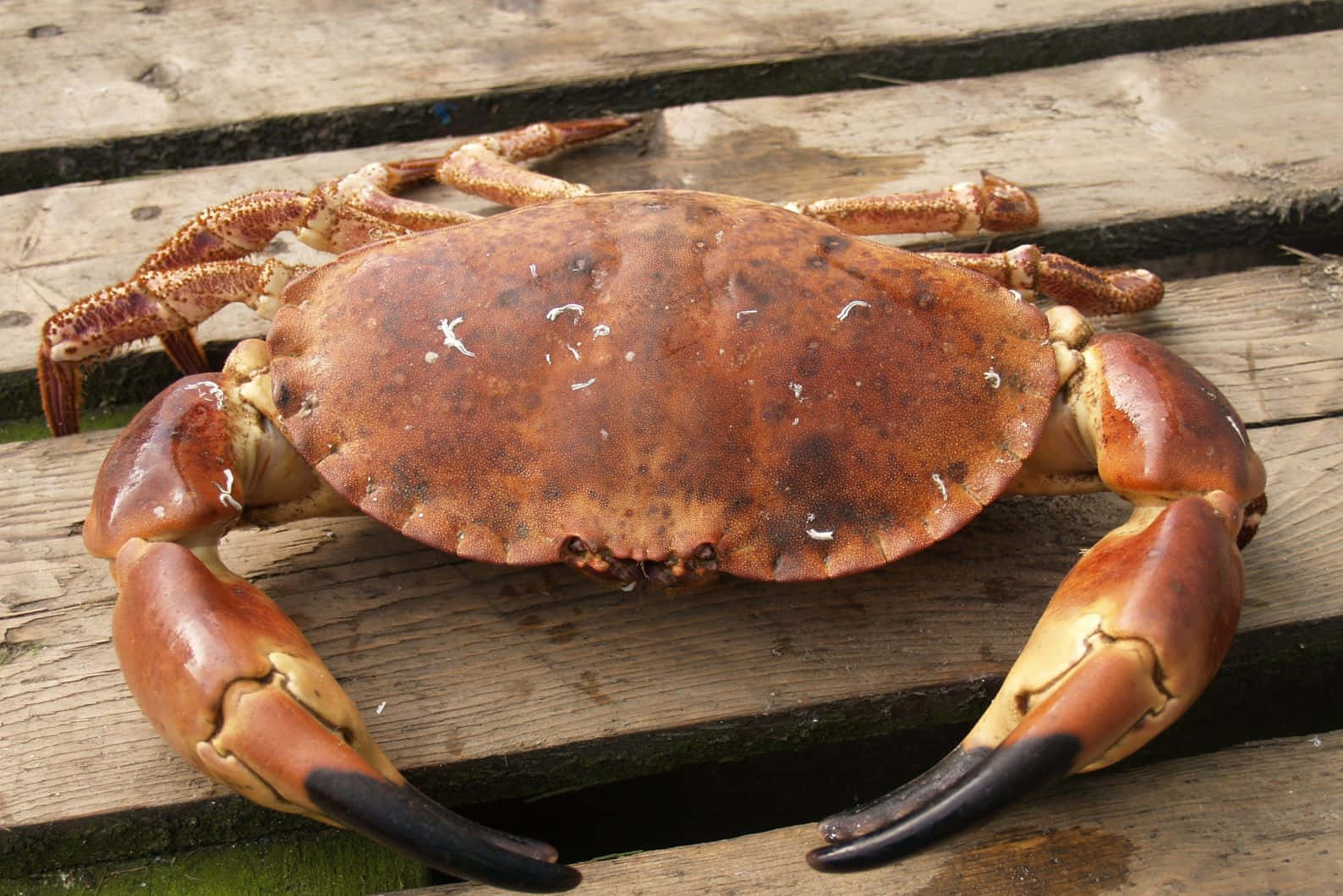 Brown Crab On Wooden Surface.jpg Wallpaper